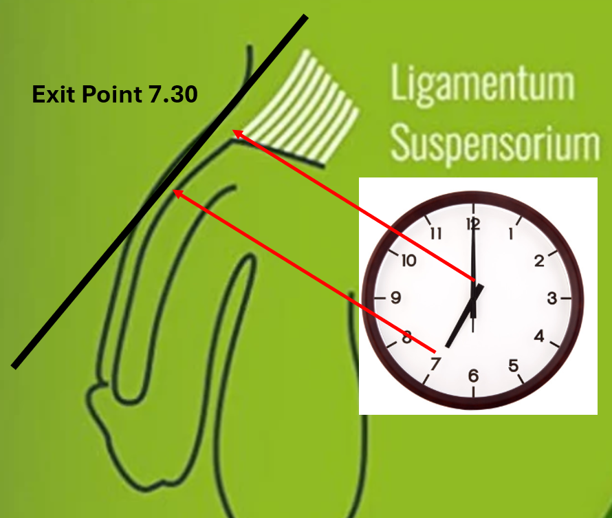 Exit Point of the Penis the anatomy of the ligamentum compared to a clock